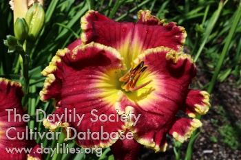 Daylily Reigning Red